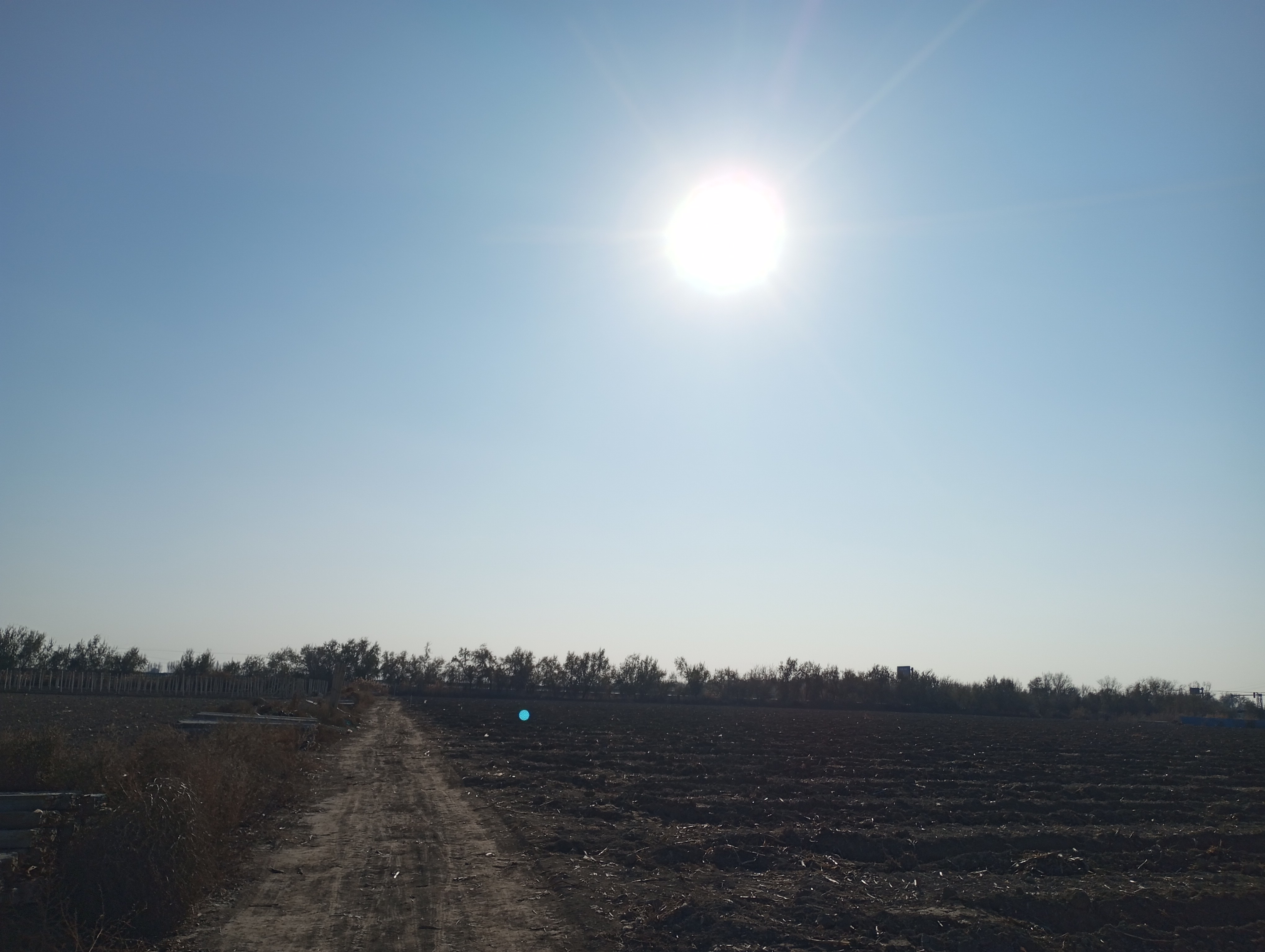 Elaeagnus angustifolia---Фанаты---251115-003